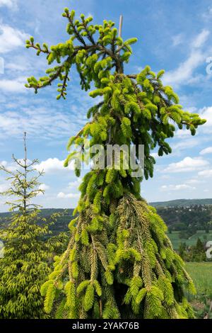 Norwegische Fichte Picea abies „Gold Drift“ Stockfoto