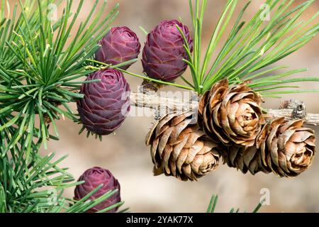 Japanische Lärchenkegel Larix kaempferi Nahaufnahme Detail Stockfoto