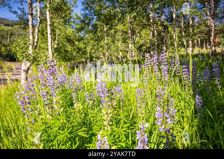 Lupinen-Wildblumen im grünen Sommerwald am Sunnyside Trail in Aspen, Colorado, im Stadtteil Woody Creek Stockfoto