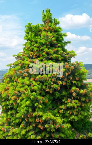 Kilikischer Tannenbaum Abies cilicica „Spring Grove“ Stockfoto