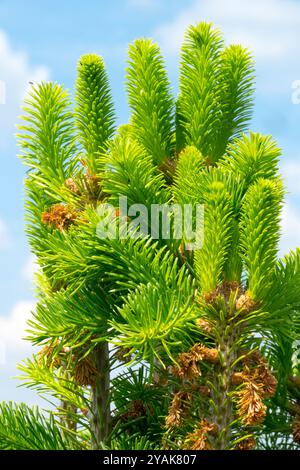 Kilikische Tannensprossen Nadeln Abies cilicica „Spring Grove“ Stockfoto