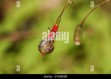 Gegürtelte Schnecke (Hygromia cinctella), Familie Hygromiidae. Über Fuchsia-Blütenknospen kriechen. Herbst, Oktober, Niederlande Stockfoto