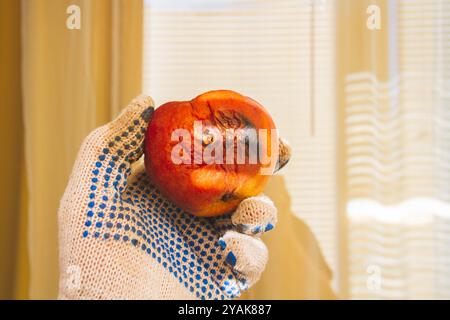 Fauler Apfel in der Sonne. Verrottende Früchte. Krankheiten der Apfelfrüchte. Schädlingsbekämpfung... Stockfoto