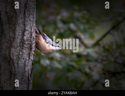 Nuthatch (Sitta europaea), die sich an der Seite eines Baumes in typischer Abwärtsstellung in einem Naturschutzgebiet von North norfolk, Großbritannien, festhält Stockfoto