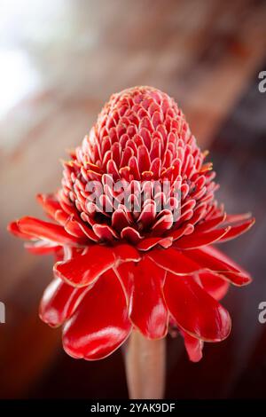 Rote Etlingera elatior Pflanze in der Blüte, auch bekannt als Fackel Ingwer, unter anderen Namen. Stockfoto