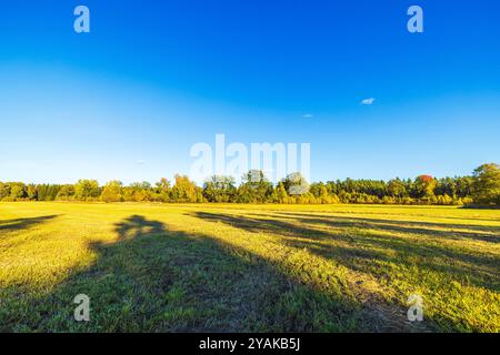 Offenes Herbstfeld mit Bäumen in goldenem Laub unter klarem blauem Himmel und langen Schatten von untergehender Sonne. Schweden. Stockfoto