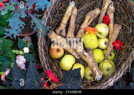 Grüne Äpfel und Meerrettich in einem Korb. Herbsternte von Obst und Gemüse. Stockfoto