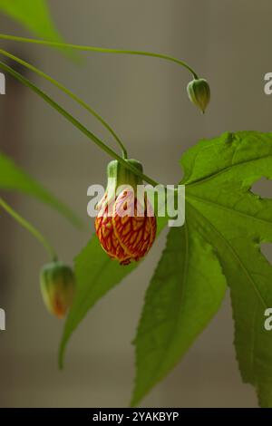 Nahaufnahme der Blume eines chinesischen Laternenbaums, die sich entfaltet, Blütenknospen und Blätter, mit einem unscharfen Hintergrund Stockfoto