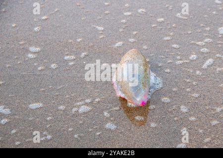 Quallen der Art, die als portugiesischer Kriegsmann bekannt ist, sind an einem Strand an der Costa da Morte in Galicien gestrandet Stockfoto