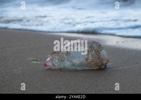 Quallen der Art, die als portugiesischer Kriegsmann bekannt ist, sind an einem Strand an der Costa da Morte in Galicien gestrandet Stockfoto