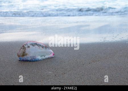 Quallen der Art, die als portugiesischer Kriegsmann bekannt ist, sind an einem Strand an der Costa da Morte in Galicien gestrandet Stockfoto