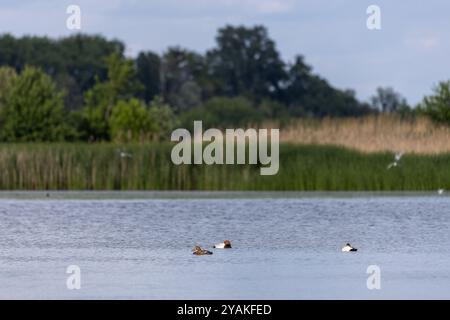 Enten schlafen, putzen ihre Federn, essen Algen. Enten spiegeln sich wunderbar im Wasser. Eine Familie von Enten, Gänsen schwimmt in einem Wasserkanal, Fluss, See Stockfoto