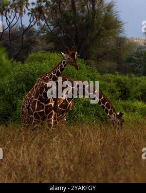 Drei Netzgiraffen Samburu-Nationalpark, Kenia, Afrika Stockfoto