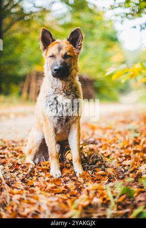 Alter Deutscher Schäferhund (Westerwälder Kuhhhund) Stockfoto
