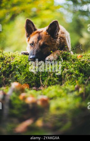 Alter Deutscher Schäferhund (Westerwälder Kuhhhund) Stockfoto