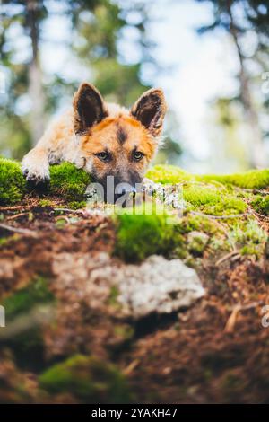 Alter Deutscher Schäferhund (Westerwälder Kuhhhund) Stockfoto
