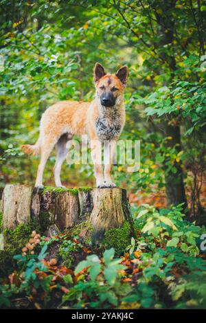 Alter Deutscher Schäferhund (Westerwälder Kuhhhund) Stockfoto