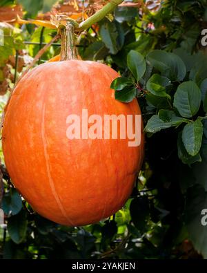 Ein großer, lebhafter orangefarbener Kürbis, der auf einer Weinrebe wächst, umgeben von grünen Blättern in einem Garten, Stockfoto