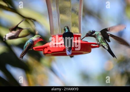 Kolibri Feeder in Sierra Nevada de Santa Marta, Kolumbien Stockfoto