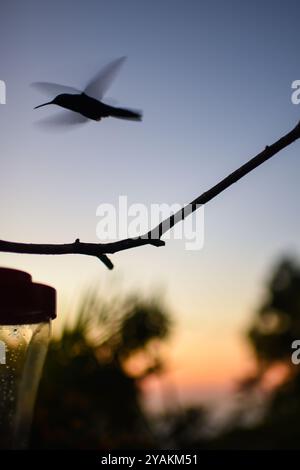 Kolibri Feeder in Sierra Nevada de Santa Marta, Kolumbien Stockfoto