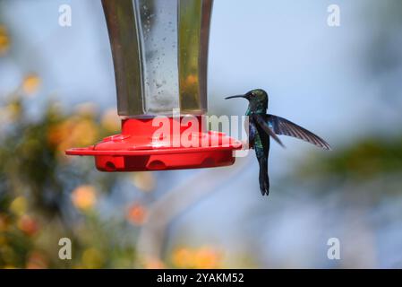 Kolibri Feeder in Sierra Nevada de Santa Marta, Kolumbien Stockfoto