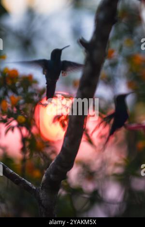 Kolibri in Sierra Nevada de Santa Marta, Kolumbien Stockfoto