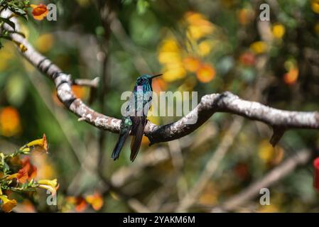 Kolibri in Sierra Nevada de Santa Marta, Kolumbien Stockfoto