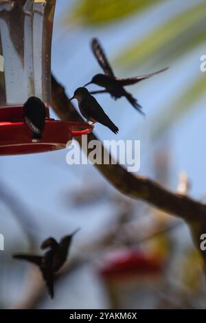 Kolibri Feeder in Sierra Nevada de Santa Marta, Kolumbien Stockfoto