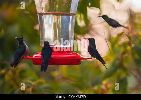 Kolibri Feeder in Sierra Nevada de Santa Marta, Kolumbien Stockfoto