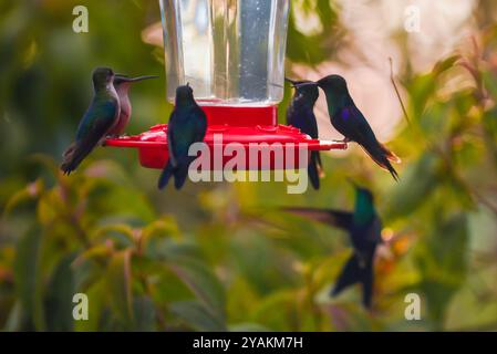 Kolibri Feeder in Sierra Nevada de Santa Marta, Kolumbien Stockfoto