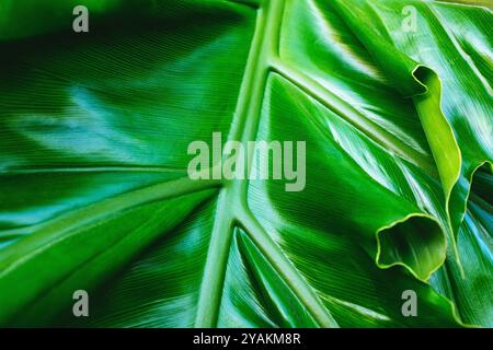 Nahaufnahme eines großen grünen Blattes Stockfoto