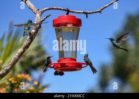 Kolibri Feeder in Sierra Nevada de Santa Marta, Kolumbien Stockfoto