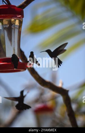 Kolibri Feeder in Sierra Nevada de Santa Marta, Kolumbien Stockfoto