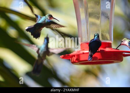 Kolibri Feeder in Sierra Nevada de Santa Marta, Kolumbien Stockfoto