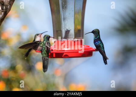 Kolibri Feeder in Sierra Nevada de Santa Marta, Kolumbien Stockfoto