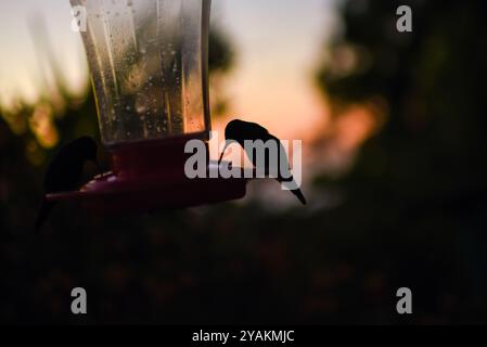 Kolibri Feeder in Sierra Nevada de Santa Marta, Kolumbien Stockfoto