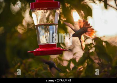 Kolibri Feeder in Sierra Nevada de Santa Marta, Kolumbien Stockfoto