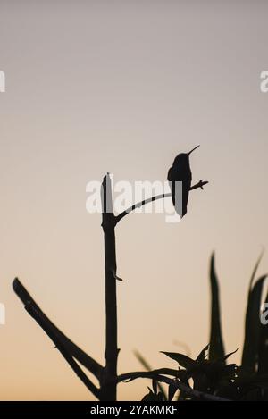 Kolibri in Sierra Nevada de Santa Marta, Kolumbien Stockfoto