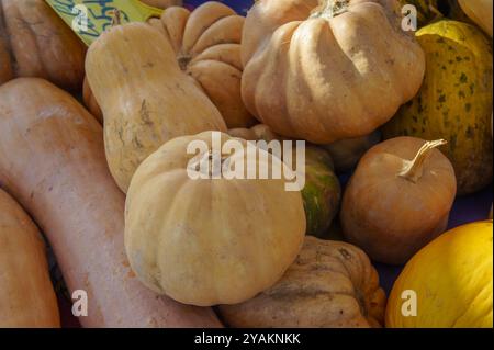 Ein lebhaftes Sortiment an Winterkürzeln steht auf einem lokalen Markt im Mittelpunkt und präsentiert kräftige Farben und verschiedene Formen unter warmem Herbstlicht Stockfoto