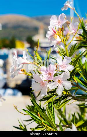 Rosa Nerium Oleander blüht in der ACI Marina Trogir, Ciovo, Kroatien Stockfoto