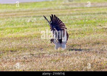 Der Rotschwanzfalke (Buteo jamaicensis) im Flug Stockfoto