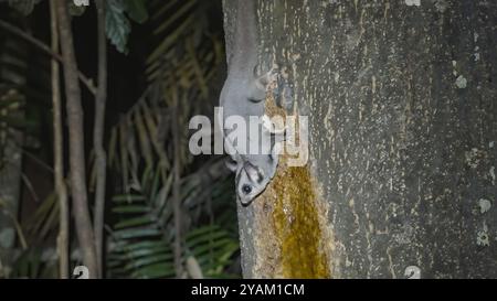 Eine Seitenansicht eines Zuckergleiters, der in einer Winternacht am Lake eacham in der Nth qld, australien, einen Regenwaldbaum fresst Stockfoto