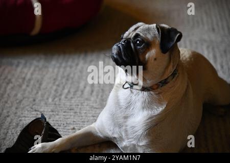 Alte Schuppen auf einem Plattenbauernhof im ländlichen Ontario mit Maschinen Stockfoto