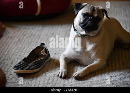 Alte Schuppen auf einem Plattenbauernhof im ländlichen Ontario mit Maschinen Stockfoto