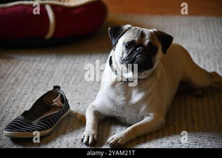 Alte Schuppen auf einem Plattenbauernhof im ländlichen Ontario mit Maschinen Stockfoto