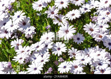 Cape marguerite Gänseblümchen (Osteospermum ecklonis), Huntsbury, Cashmere Hills, Christchurch, Canterbury, Südinsel, Neuseeland Stockfoto