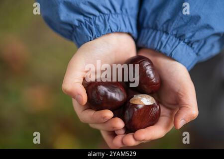 Hände eines Kindes schließen sich in der Hand, die frische Kastanien in einer herbstlichen Umgebung im Freien halten. Begriff der saisonalen Natur und Verbindung mit der Umwelt Stockfoto