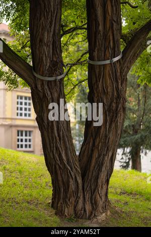 Zwei große miteinander verflochtene Baumstämme, die von Metallbändern gestützt werden, im grünen Park in der Nähe des historischen Gebäudes an bewölkten Tagen Stockfoto