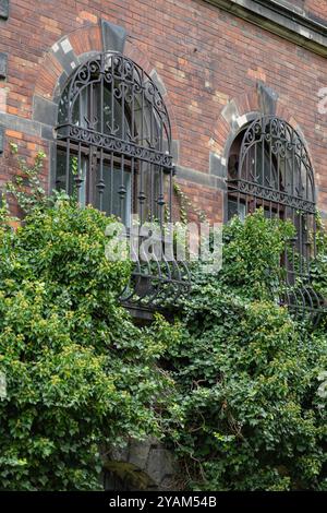 Historische Backsteinfassade mit eisernen Fensterstangen, die an einem sonnigen Herbsttag mit Efeu bedeckt sind. Konzept der urbanen Architektur und des natürlichen Grüns Stockfoto