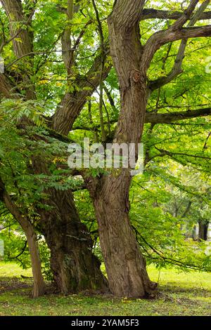 Großer alter Baum mit dicken verdrehten Stämmen in einem grünen Waldpark an einem sonnigen Tag. Das Konzept der Schönheit der Natur und der dauerhaften Kraft alter Bäume Stockfoto